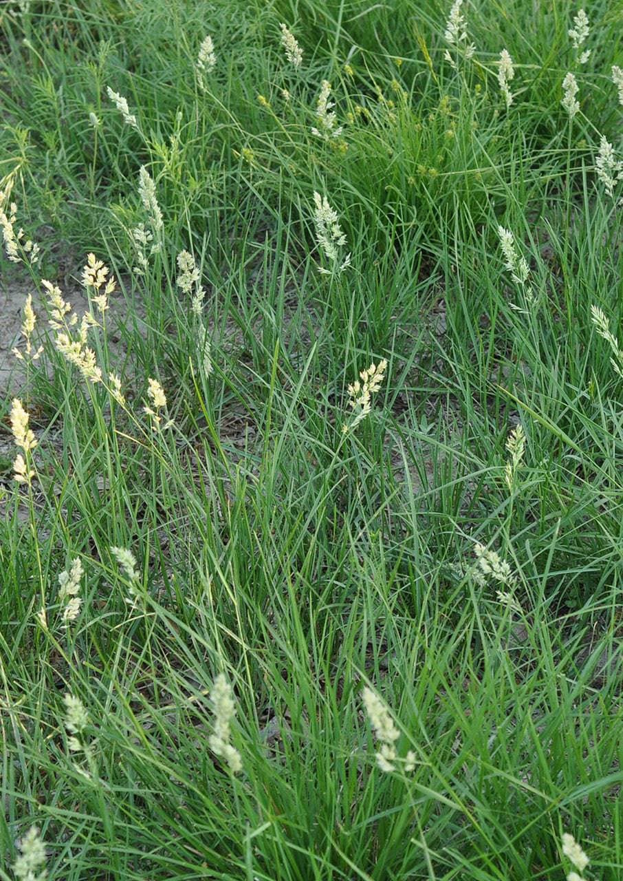 Texas bluegrass groundcover example