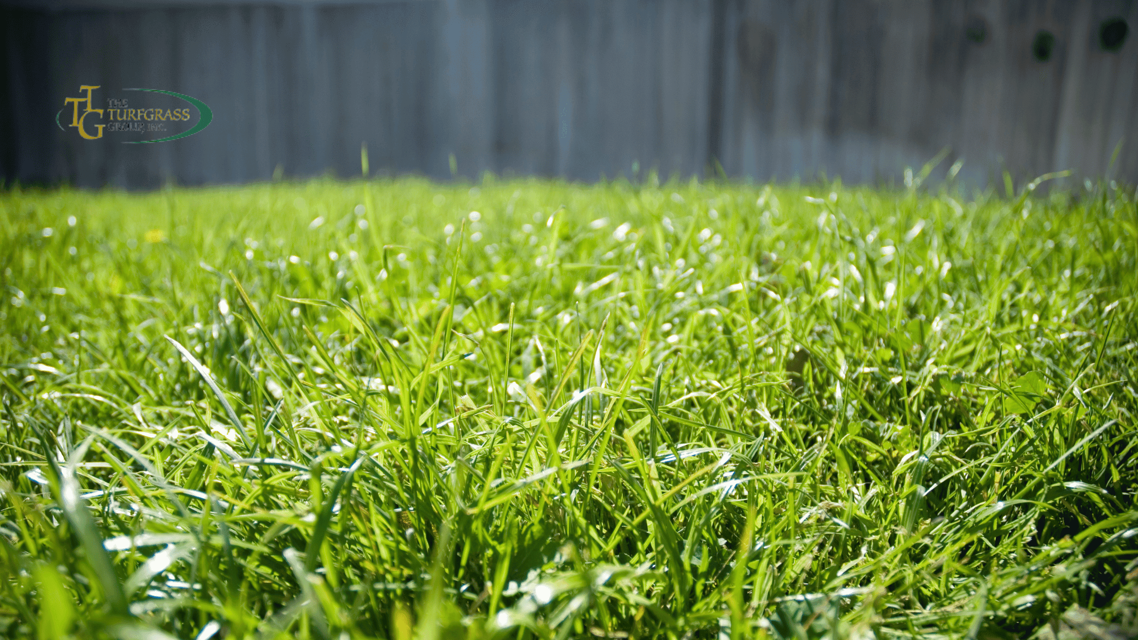 Bermuda grass turf example