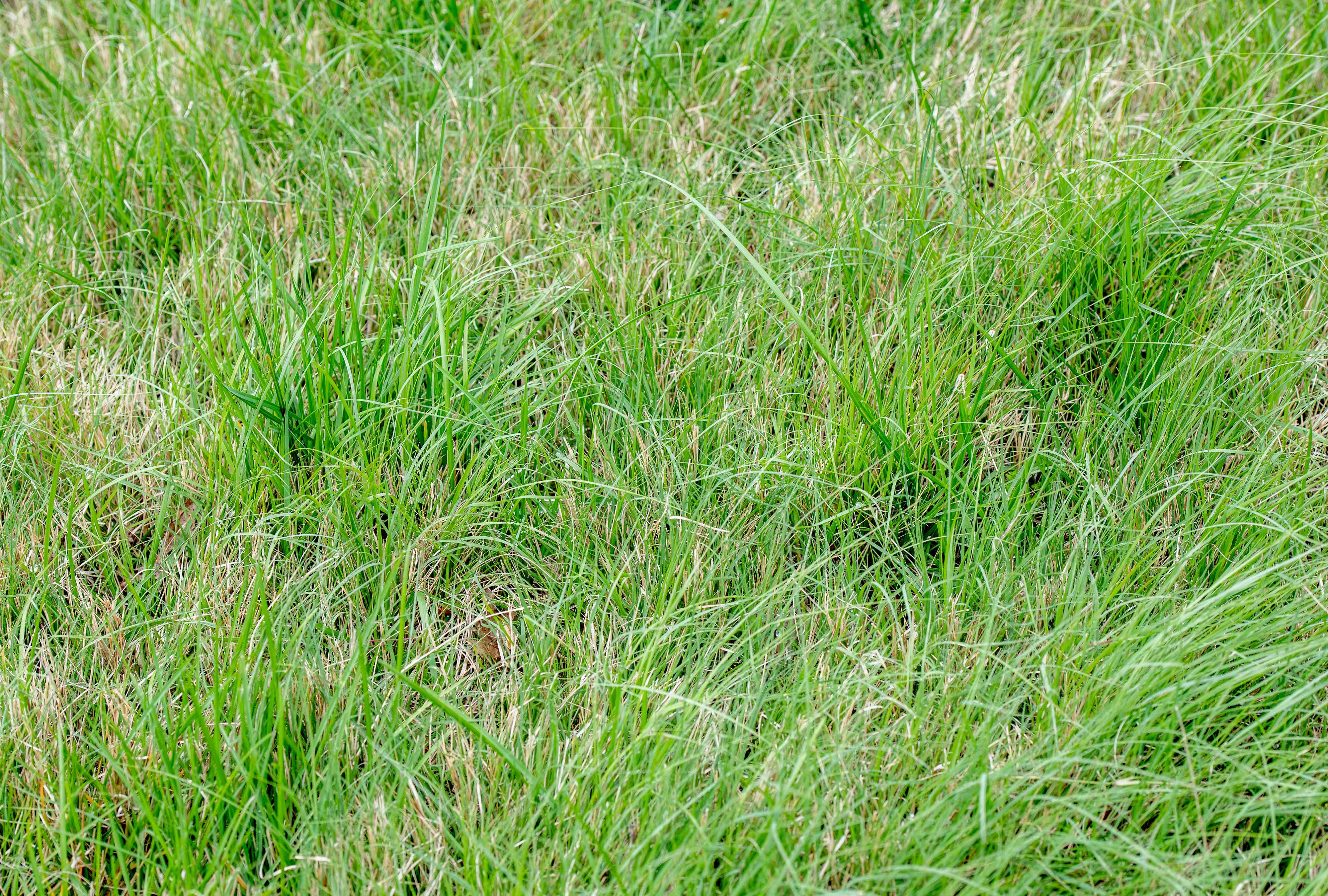 Buffalograss (Texoka) turf example