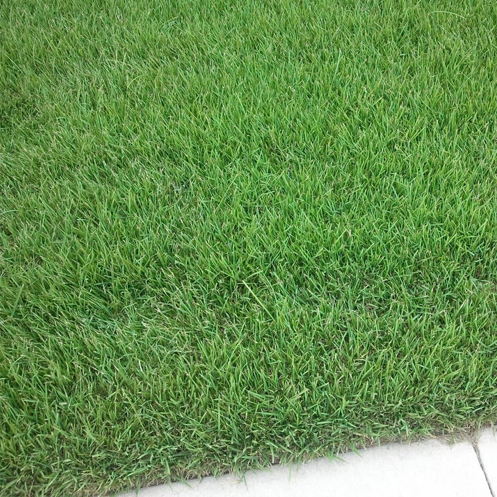 Zoysia (Palisades) turf example